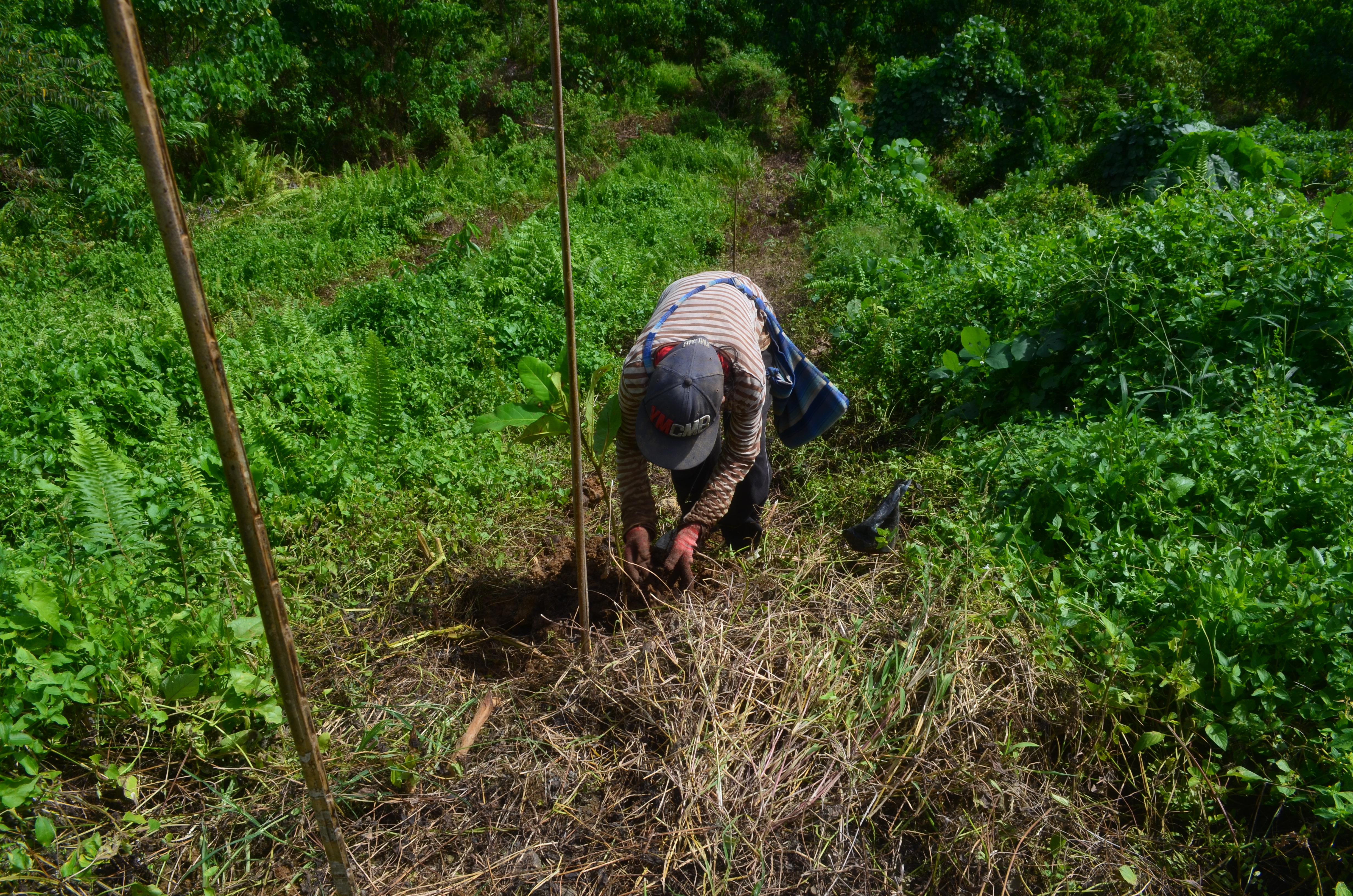 Maintenance of planted seedlings (5)